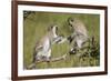 Two Vervet Monkeys (Chlorocebus Aethiops) Playing-James Hager-Framed Photographic Print