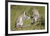 Two Vervet Monkeys (Chlorocebus Aethiops) Playing-James Hager-Framed Photographic Print