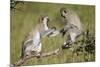 Two Vervet Monkeys (Chlorocebus Aethiops) Playing-James Hager-Mounted Photographic Print