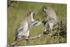 Two Vervet Monkeys (Chlorocebus Aethiops) Playing-James Hager-Mounted Photographic Print