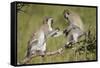 Two Vervet Monkeys (Chlorocebus Aethiops) Playing-James Hager-Framed Stretched Canvas