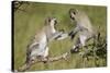 Two Vervet Monkeys (Chlorocebus Aethiops) Playing-James Hager-Stretched Canvas