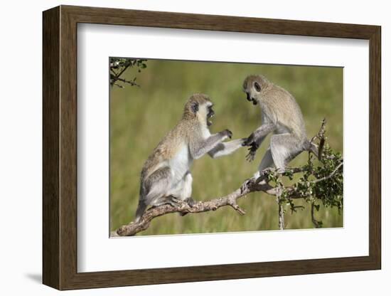 Two Vervet Monkeys (Chlorocebus Aethiops) Playing-James Hager-Framed Photographic Print