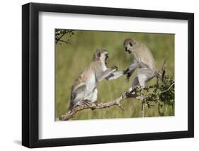 Two Vervet Monkeys (Chlorocebus Aethiops) Playing-James Hager-Framed Photographic Print