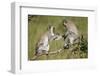 Two Vervet Monkeys (Chlorocebus Aethiops) Playing-James Hager-Framed Photographic Print