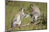 Two Vervet Monkeys (Chlorocebus Aethiops) Playing-James Hager-Mounted Photographic Print