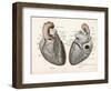 Two Views of the Heart with the Parts Labelled in Latin-null-Framed Art Print