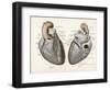 Two Views of the Heart with the Parts Labelled in Latin-null-Framed Art Print