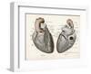 Two Views of the Heart with the Parts Labelled in Latin-null-Framed Art Print