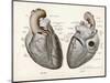 Two Views of the Heart with the Parts Labelled in Latin-null-Mounted Art Print