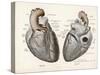 Two Views of the Heart with the Parts Labelled in Latin-null-Stretched Canvas