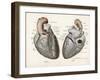 Two Views of the Heart with the Parts Labelled in Latin-null-Framed Art Print