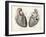 Two Views of the Heart with the Parts Labelled in Latin-null-Framed Art Print
