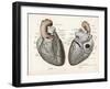 Two Views of the Heart with the Parts Labelled in Latin-null-Framed Art Print