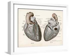 Two Views of the Heart with the Parts Labelled in Latin-null-Framed Art Print