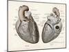 Two Views of the Heart with the Parts Labelled in Latin-null-Mounted Art Print