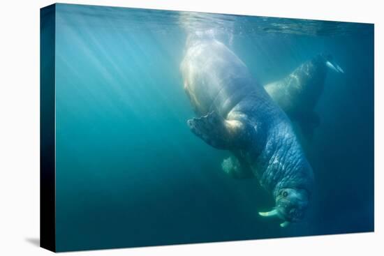 Two Walruses Underwater-null-Stretched Canvas