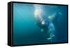 Two Walruses Underwater-null-Framed Stretched Canvas