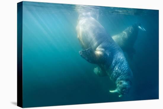 Two Walruses Underwater-null-Stretched Canvas