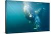 Two Walruses Underwater-null-Stretched Canvas