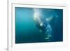 Two Walruses Underwater-null-Framed Premium Photographic Print