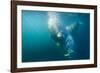 Two Walruses Underwater-null-Framed Premium Photographic Print