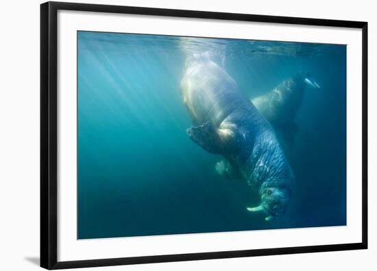 Two Walruses Underwater-null-Framed Premium Photographic Print