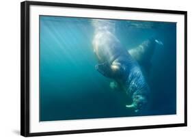 Two Walruses Underwater-null-Framed Premium Photographic Print