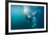 Two Walruses Underwater-null-Framed Premium Photographic Print