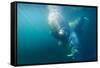 Two Walruses Underwater-null-Framed Stretched Canvas