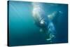 Two Walruses Underwater-null-Stretched Canvas