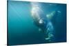 Two Walruses Underwater-null-Stretched Canvas