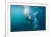 Two Walruses Underwater-null-Framed Photographic Print