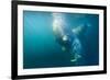 Two Walruses Underwater-null-Framed Photographic Print