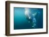 Two Walruses Underwater-null-Framed Photographic Print