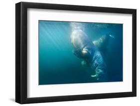 Two Walruses Underwater-null-Framed Photographic Print