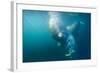 Two Walruses Underwater-null-Framed Photographic Print