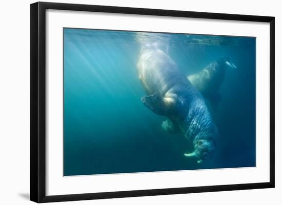 Two Walruses Underwater-null-Framed Photographic Print