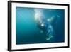 Two Walruses Underwater-null-Framed Photographic Print