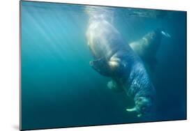 Two Walruses Underwater-null-Mounted Photographic Print