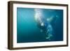 Two Walruses Underwater-null-Framed Photographic Print