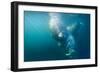 Two Walruses Underwater-null-Framed Photographic Print