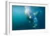 Two Walruses Underwater-null-Framed Photographic Print