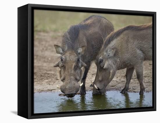 Two Warthog (Phacochoerus Aethiopicus) at a Water Hole-James Hager-Framed Stretched Canvas