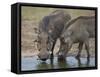 Two Warthog (Phacochoerus Aethiopicus) at a Water Hole-James Hager-Framed Stretched Canvas