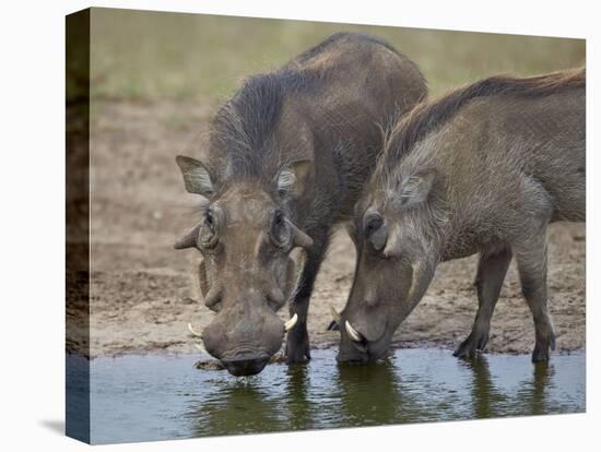 Two Warthog (Phacochoerus Aethiopicus) at a Water Hole-James Hager-Stretched Canvas