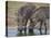 Two Warthog (Phacochoerus Aethiopicus) at a Water Hole-James Hager-Stretched Canvas