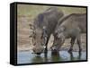 Two Warthog (Phacochoerus Aethiopicus) at a Water Hole-James Hager-Framed Stretched Canvas