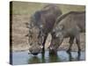 Two Warthog (Phacochoerus Aethiopicus) at a Water Hole-James Hager-Stretched Canvas