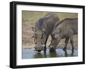 Two Warthog (Phacochoerus Aethiopicus) at a Water Hole-James Hager-Framed Premium Photographic Print